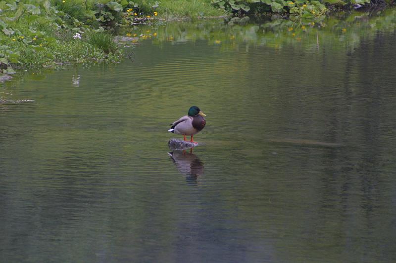 00024.jpg - A duck (near the water wheel)