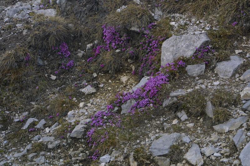 00171.jpg - Flowers!