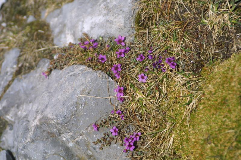 00191.jpg - Flowers again.