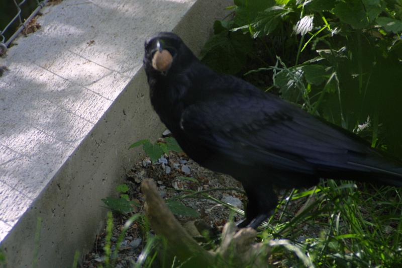 00217.jpg - Raven with a walnut.