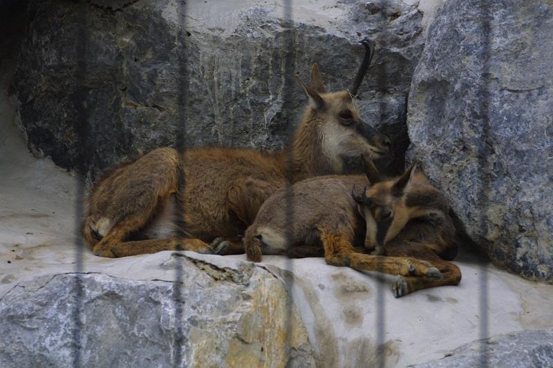 00226.jpg - Pronghorn sheep