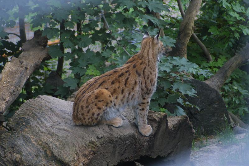 00231.jpg - Lynx
