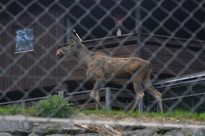 00233.jpg - Moose (Do they have these in Europe?)