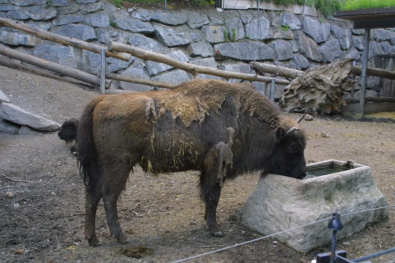 00234.jpg - Bison.