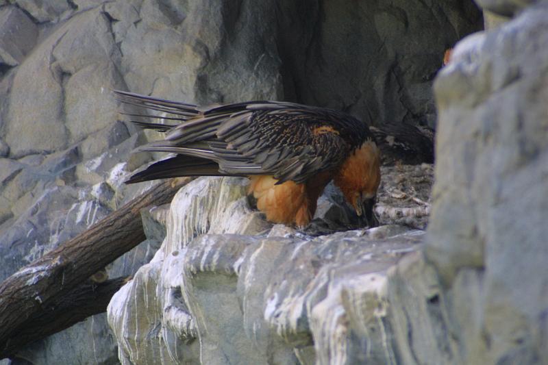00241.jpg - Eagle.