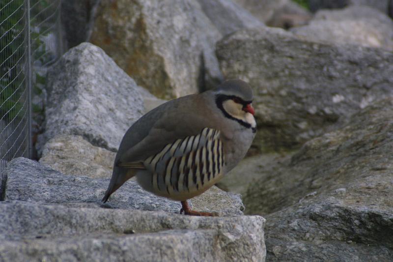 00242.jpg - Quail of some sort.