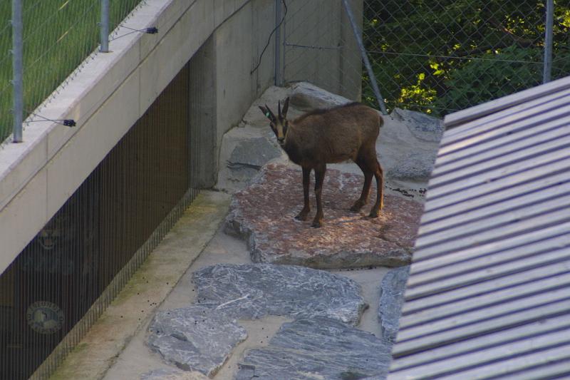 00244.jpg - Mountain goat.