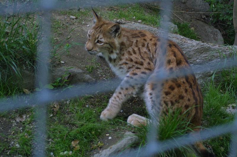 00246.jpg - Lynx again.