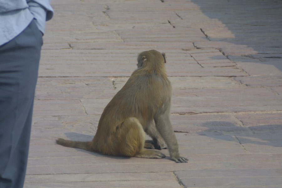 2153000_MonkeyAtAgraFort.jpg - Monkey at the Agra Fort.