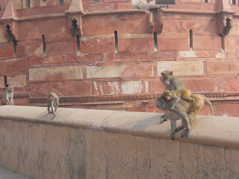 2153260_AgraFort.jpg - Monkeys at the Agra Fort.