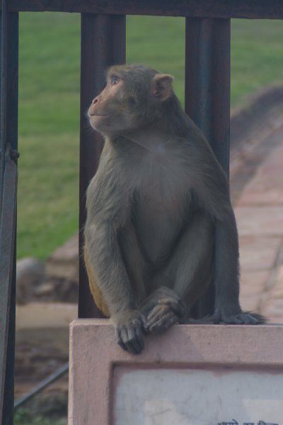2190000_MonkeyAgraFort.jpg - Monkey at the Agra Fort.