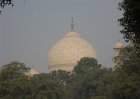 2146251_TreesAndTajMahal