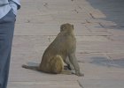 2153000_MonkeyAtAgraFort