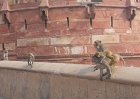 2153260_AgraFort