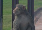 2190000_MonkeyAgraFort