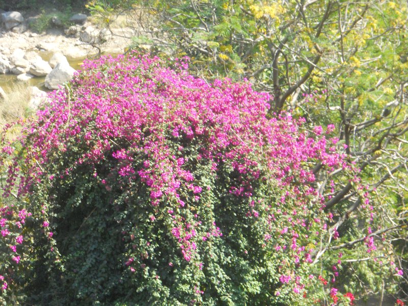 2045105_AjantaCaves.jpg - Flowering bush at the Ajanta Caves.
