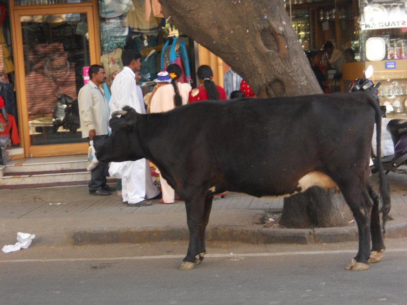 1020591_Bangalore.jpg - Cow in Bangalore.