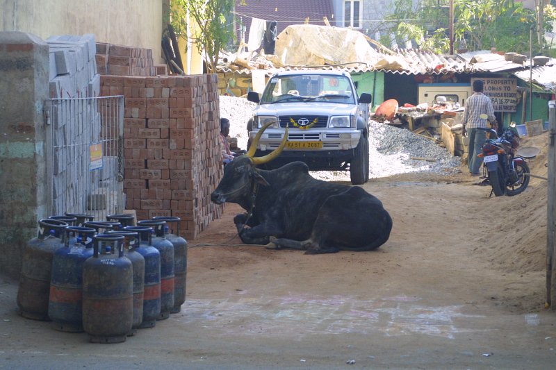 1024000_Bangalore.jpg - Ox at a construction site.