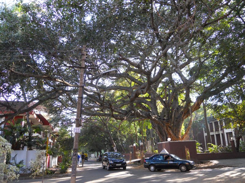 1029596_SpreadingTreeBangalore.jpg - Street sceen Defence Colony Bangalore