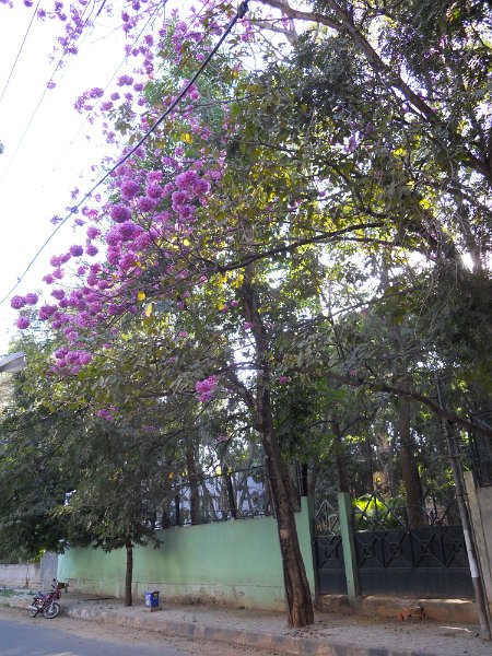 1029597_BlossomsBangalore.jpg - Flowering trees. Defence Colony, Bangalore.