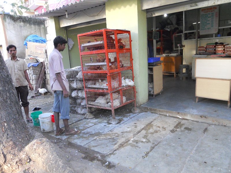 1029598_ChickensForSaleBangalore.jpg - Chicken and eggs for sale. Bangalore