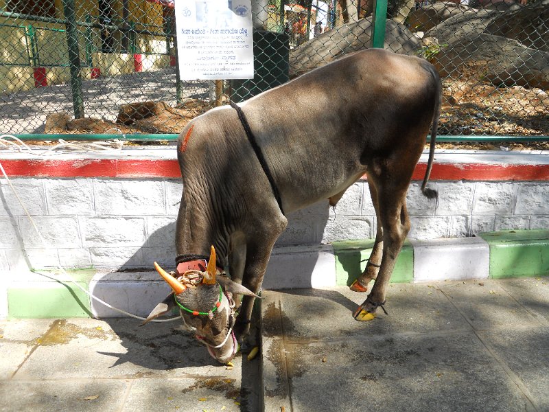 1046613_LiveBullBigBullTemple.jpg - Bull at the Big Bull Temple. Bangalore.