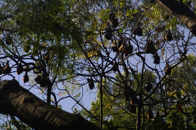 1054000_BullTempleBangalore.jpg - Bats (Flying Foxes) in the Trees in park beside Big Bull Temple.