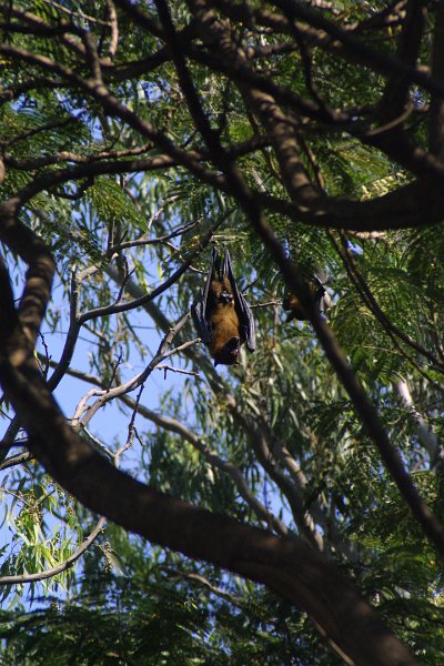1059000_BullTempleBangalore.jpg - Bat (Flying Fox) in a Tree in park beside Big Bull Temple.