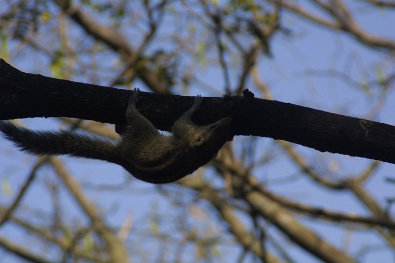 1060000_BullTempleBangalore.jpg - Squirrel in tree in park outside Big Bull Temple.