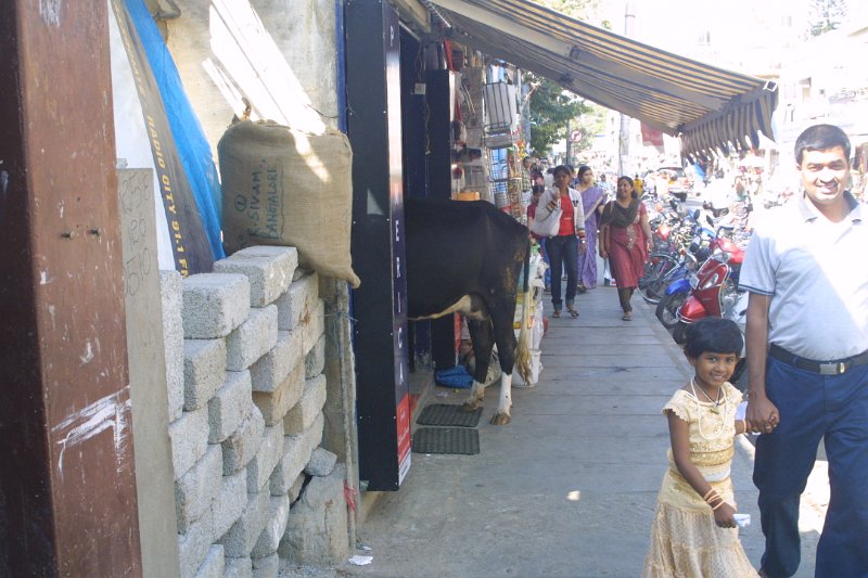 1066000_Bangalore.jpg - Street sceen in Bangalore. Note the cow in the store.