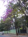 1029597_BlossomsBangalore