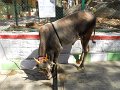 1046613_LiveBullBigBullTemple