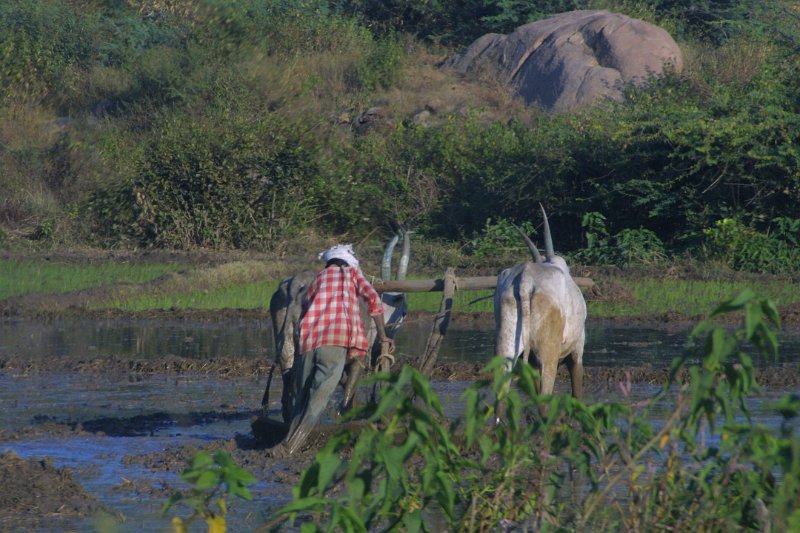 1430000_PreparingForPlantingrice.jpg - Man ploughing a rice paddy with oxen.