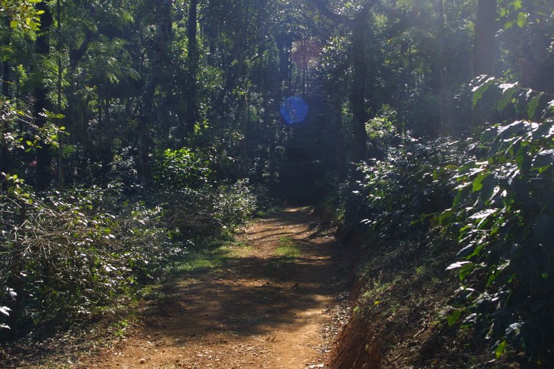 1431000_PathThroughCoffeePlantation.jpg - Coffee plantation near Chikmagalor.