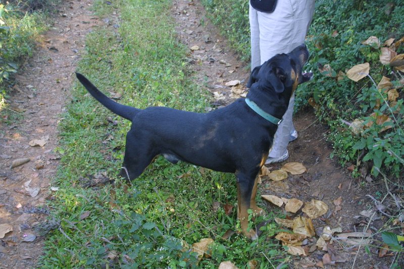 1432000_BrownieOfCoffeePlantation.jpg - Brownie the plantations dog.