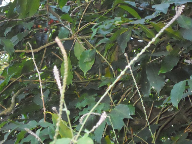 1432744_CoffeePlantationKarnataka.jpg - Coffee plants.