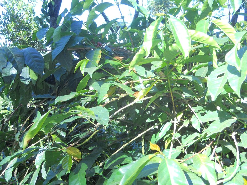 1432745_CoffeePlantationKarnataka.jpg - Coffee plants.