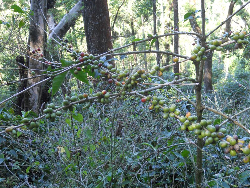 1432747_CoffeePlantationKarnataka.jpg - Coffee plants.