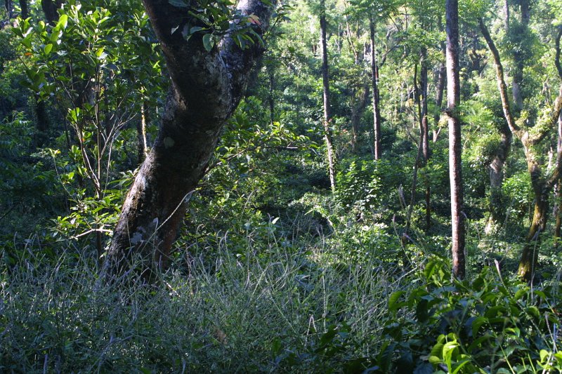 1434000_CoffeeBrushesInShade.jpg - Coffee plants among the shade trees.