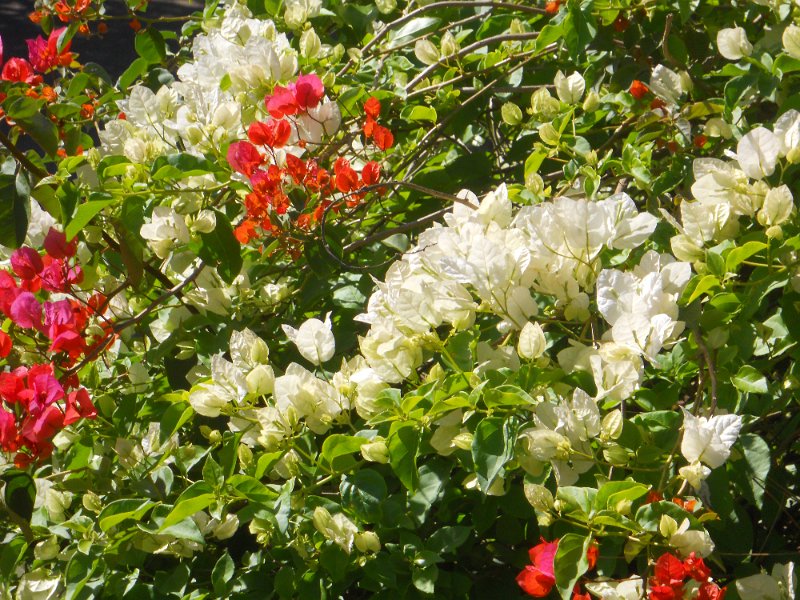 1434750_CoffeePlantationKarnataka.jpg - Flowering bushes at the coffe plantation.
