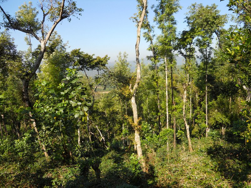 1434754_CoffeePlantationKarnataka.jpg - Shade trees at the coffee plantation.