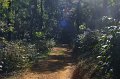 1431000_PathThroughCoffeePlantation