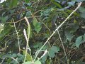 1432744_CoffeePlantationKarnataka