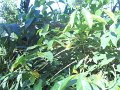 1432745_CoffeePlantationKarnataka