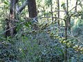 1432747_CoffeePlantationKarnataka