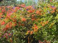 1434748_CoffeePlantationKarnataka