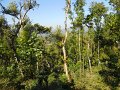 1434754_CoffeePlantationKarnataka