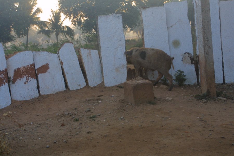 1083000_HospetHampi.jpg - Pig running free at Hospet.