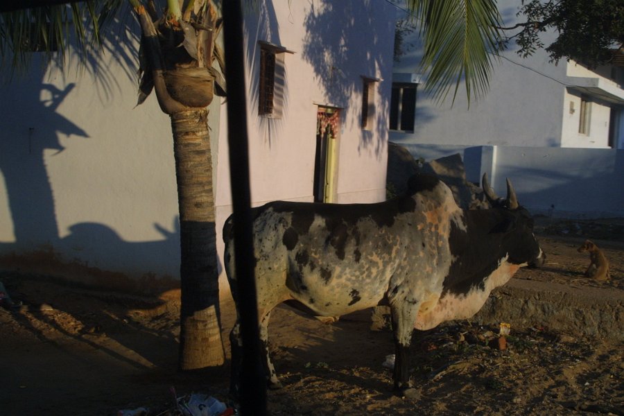 1087000_HospetHampi.jpg - Bull near Hampi.