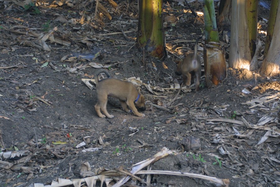 1092000_Hampi.jpg - Puppies playing on the plantation.